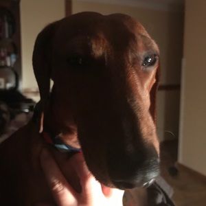 Meet your Posher, Adele